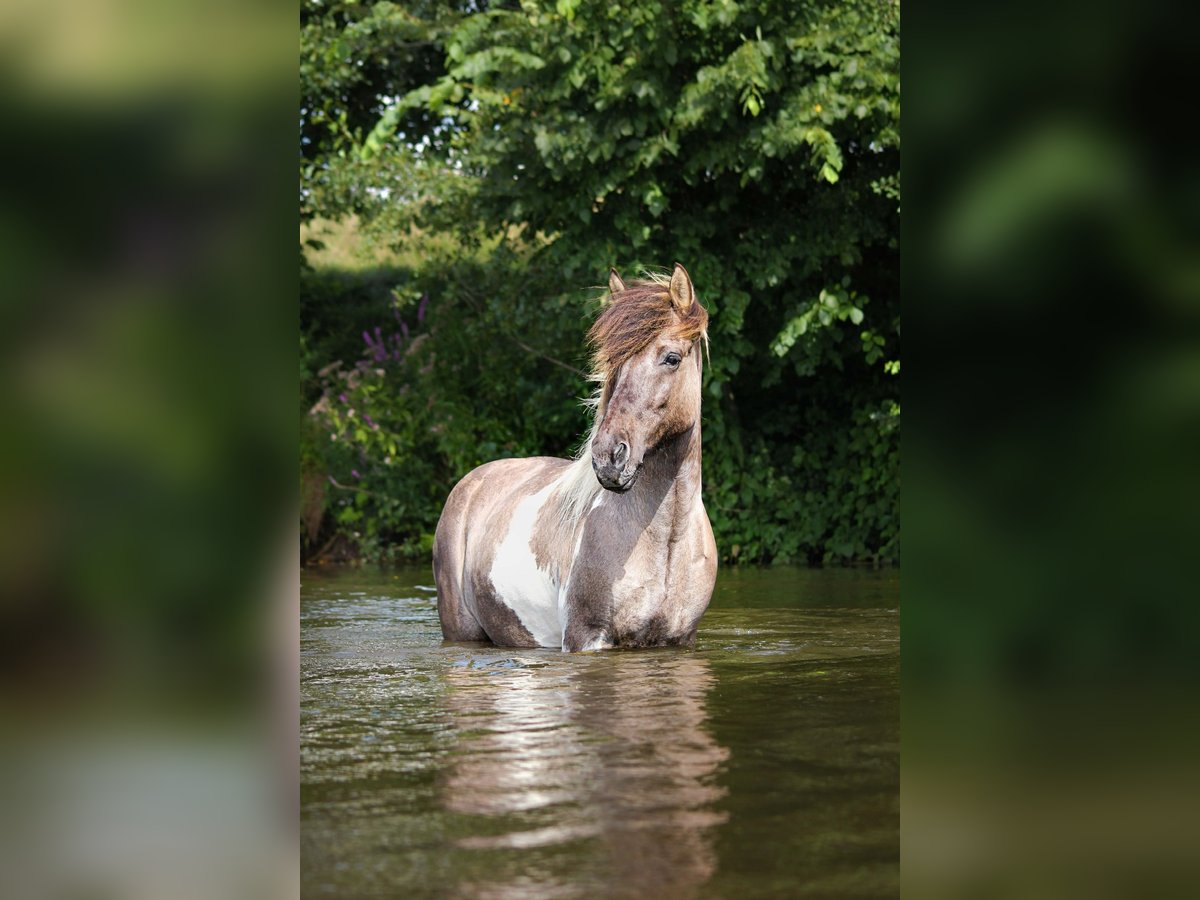 Caballos islandeses Yegua 18 años 138 cm Bayo in Wardenburg