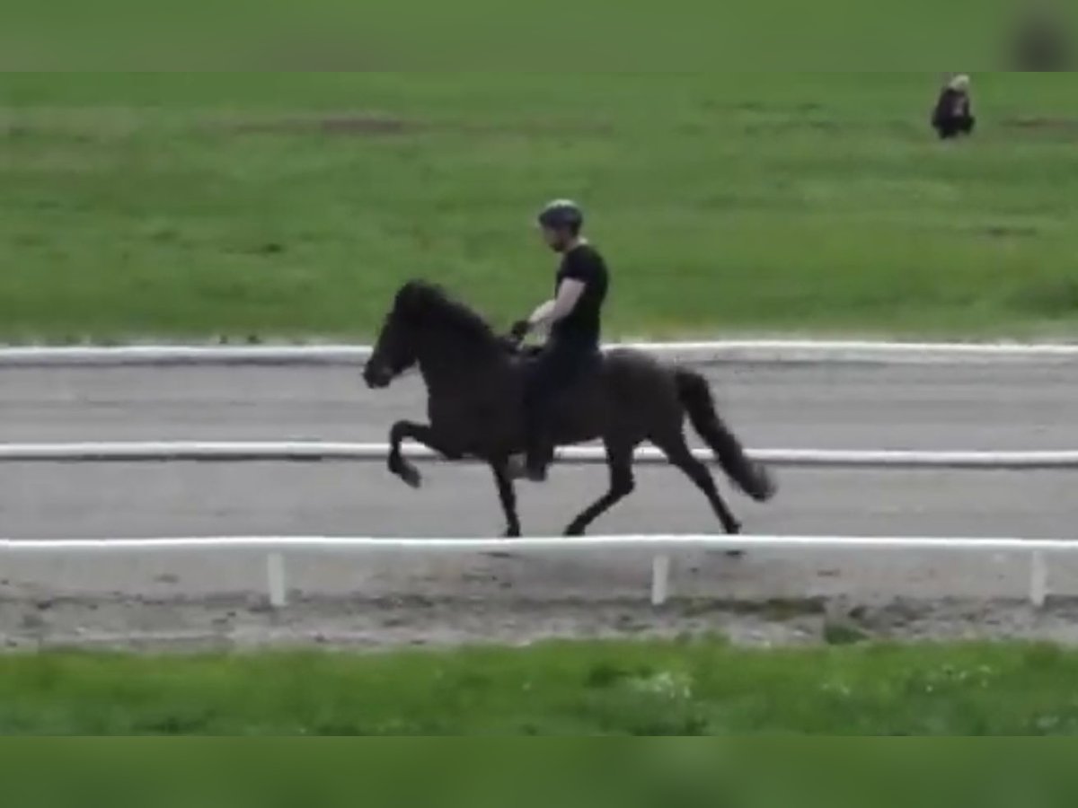 Caballos islandeses Yegua 18 años 141 cm Negro in Gro&#xDF; Nemerow