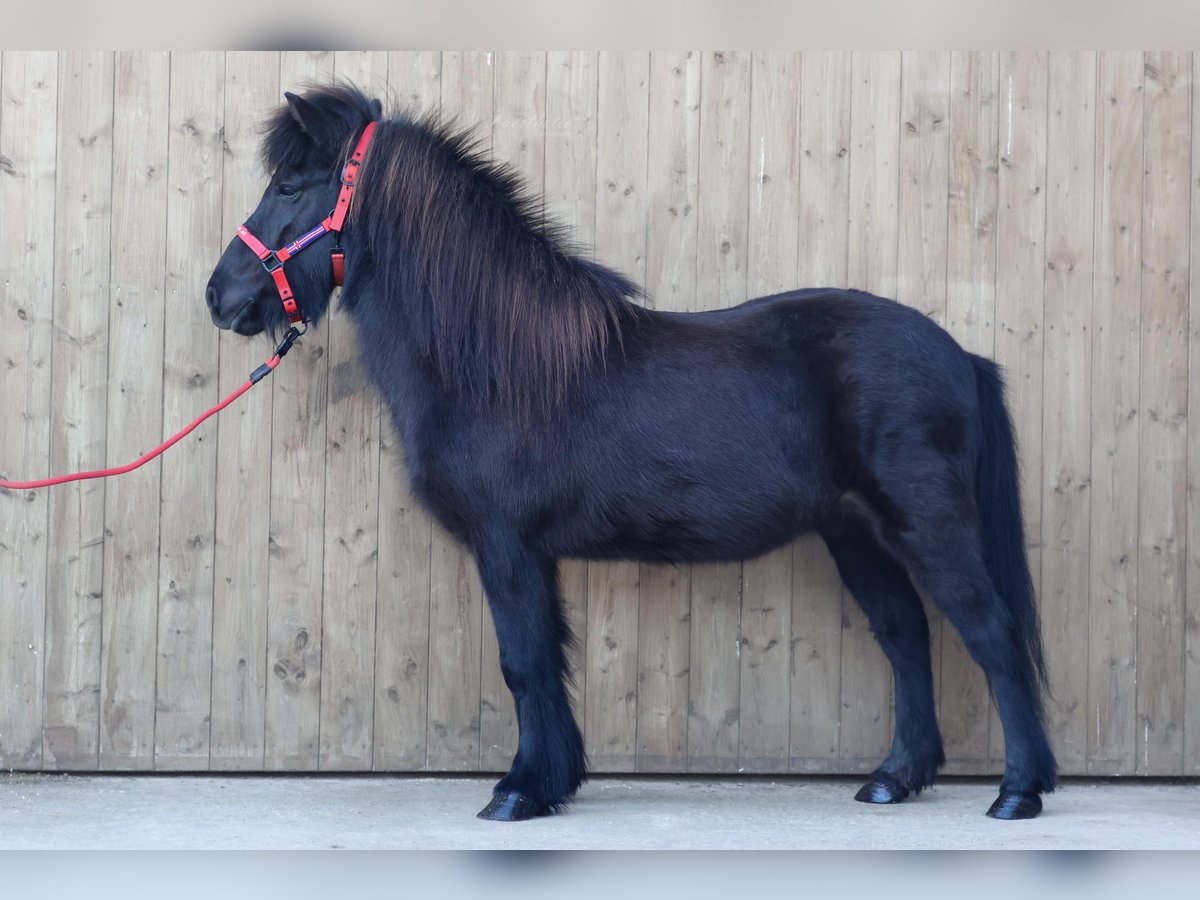 Caballos islandeses Yegua 18 años Negro in Straßwalchen