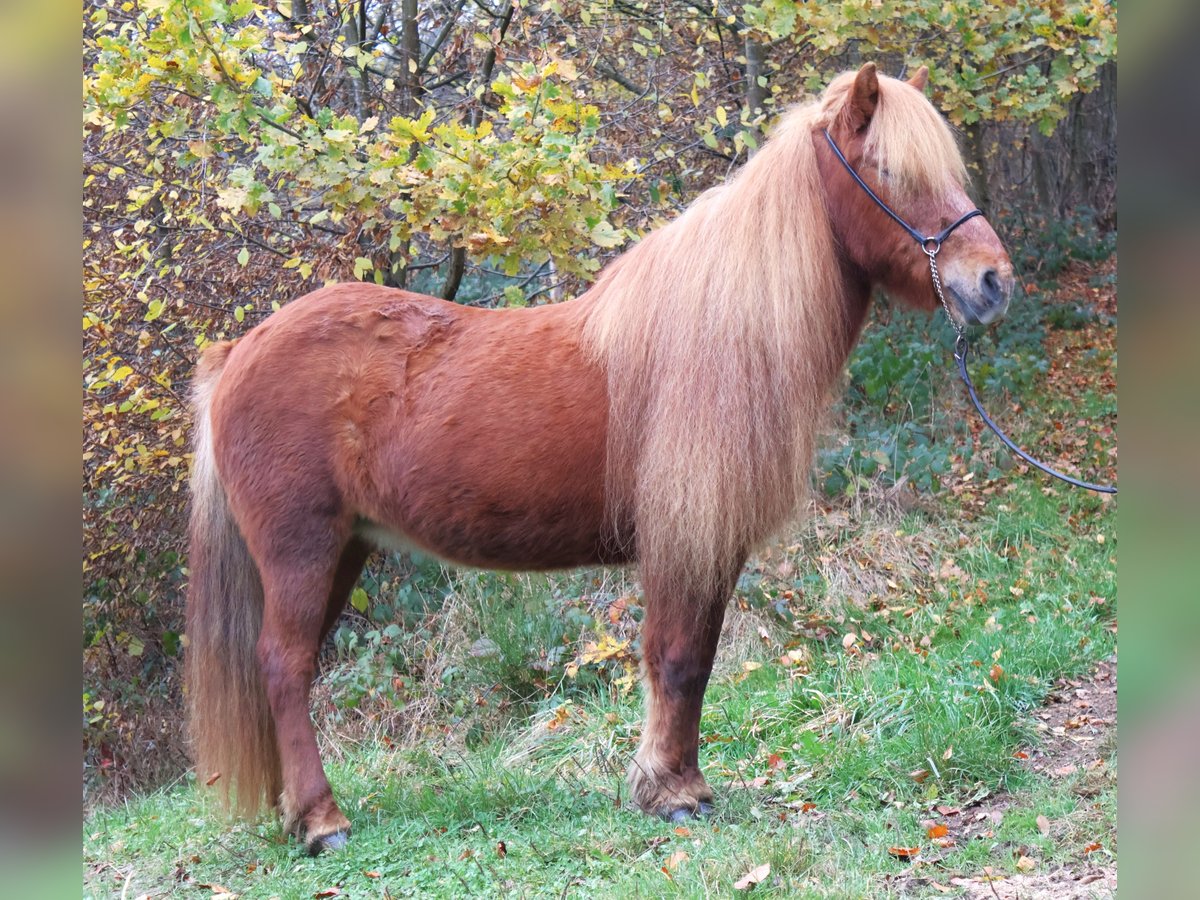 Caballos islandeses Yegua 19 años 136 cm Alazán in Friesenhagen