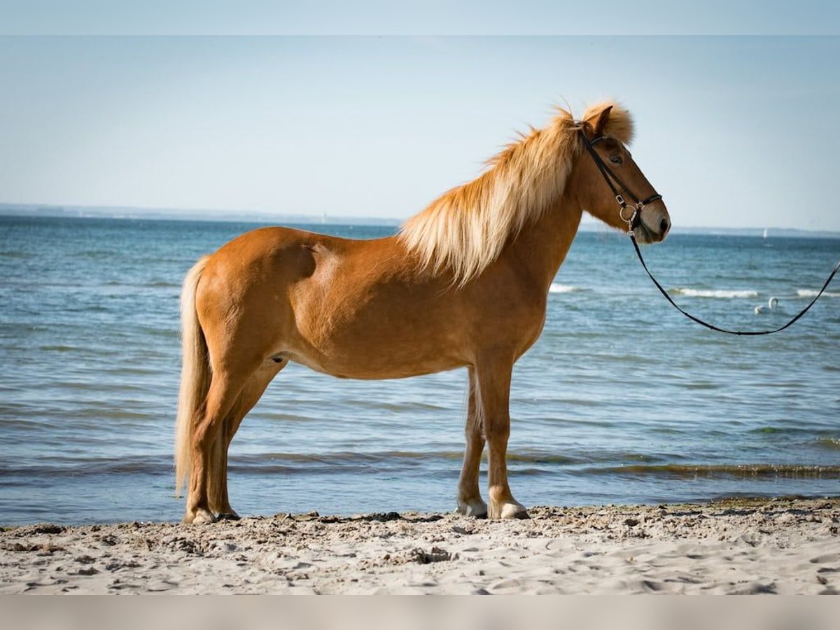 Caballos islandeses Yegua 19 años 144 cm Alazán in Seedorf