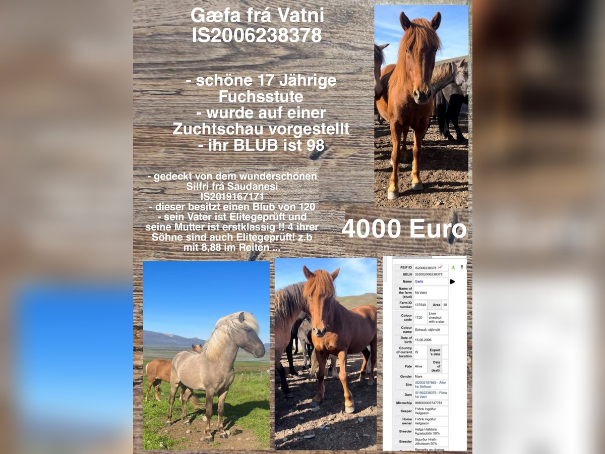 Caballos islandeses Yegua 19 años in Reykjavik