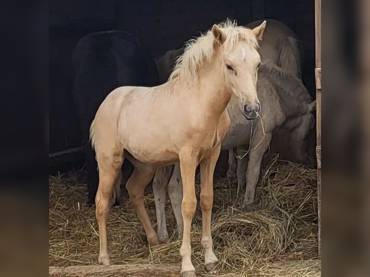 Caballos islandeses Yegua 1 año 140 cm Palomino in Montabaur