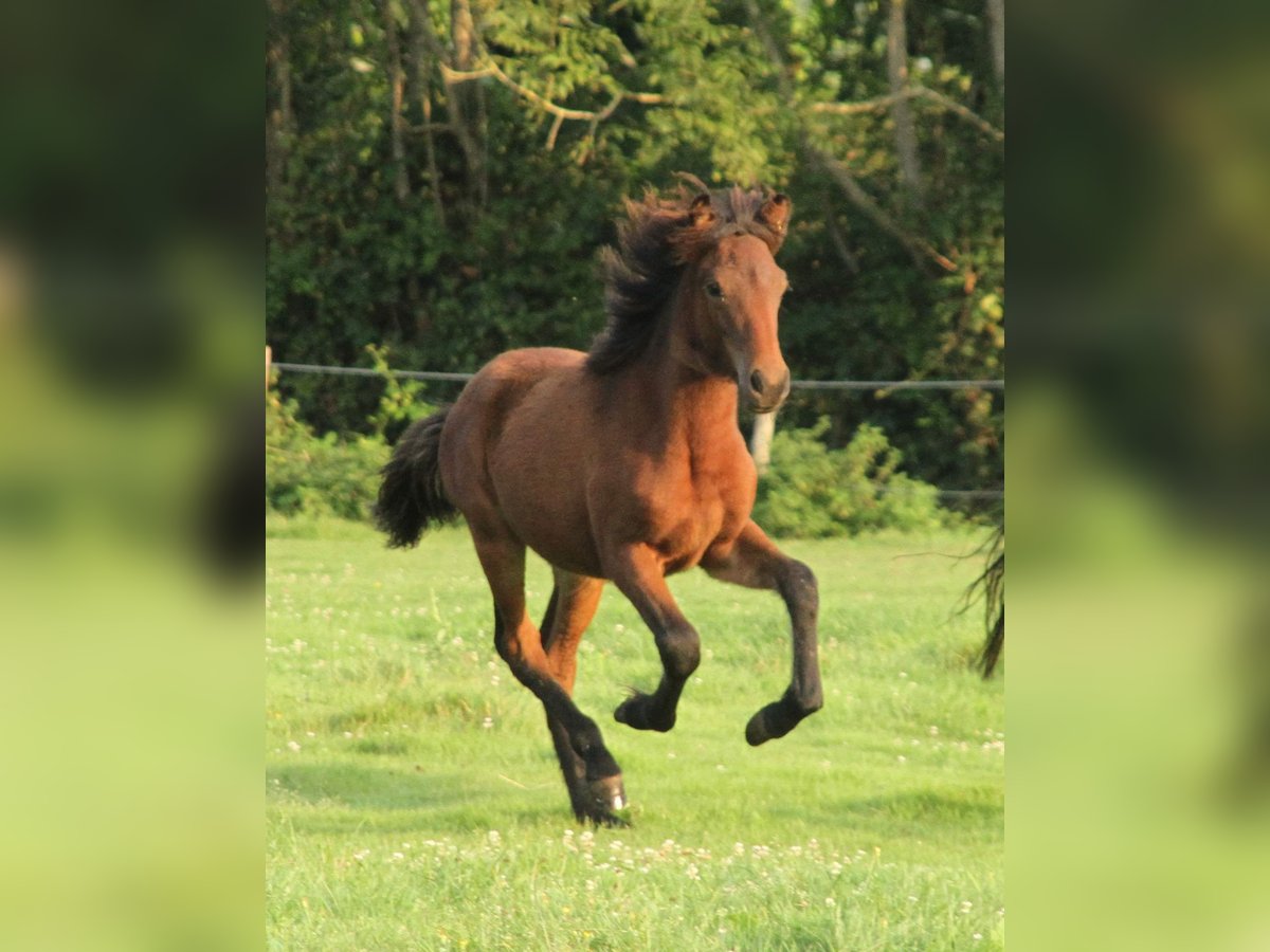 Caballos islandeses Yegua 1 año 142 cm Castaño in Südlohn