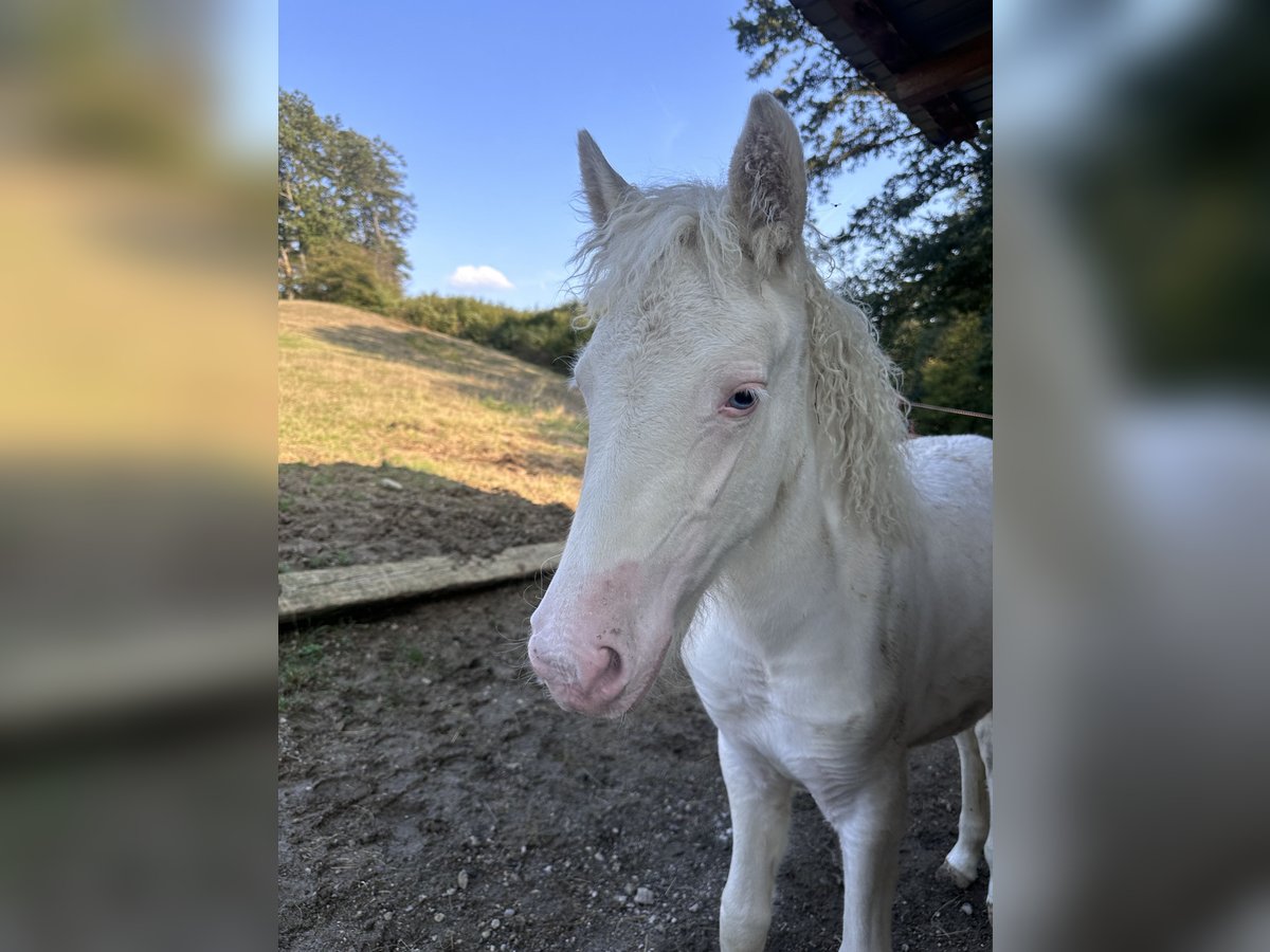 Caballos islandeses Yegua 1 año 145 cm White/Blanco in Breitenfurt bei Wien