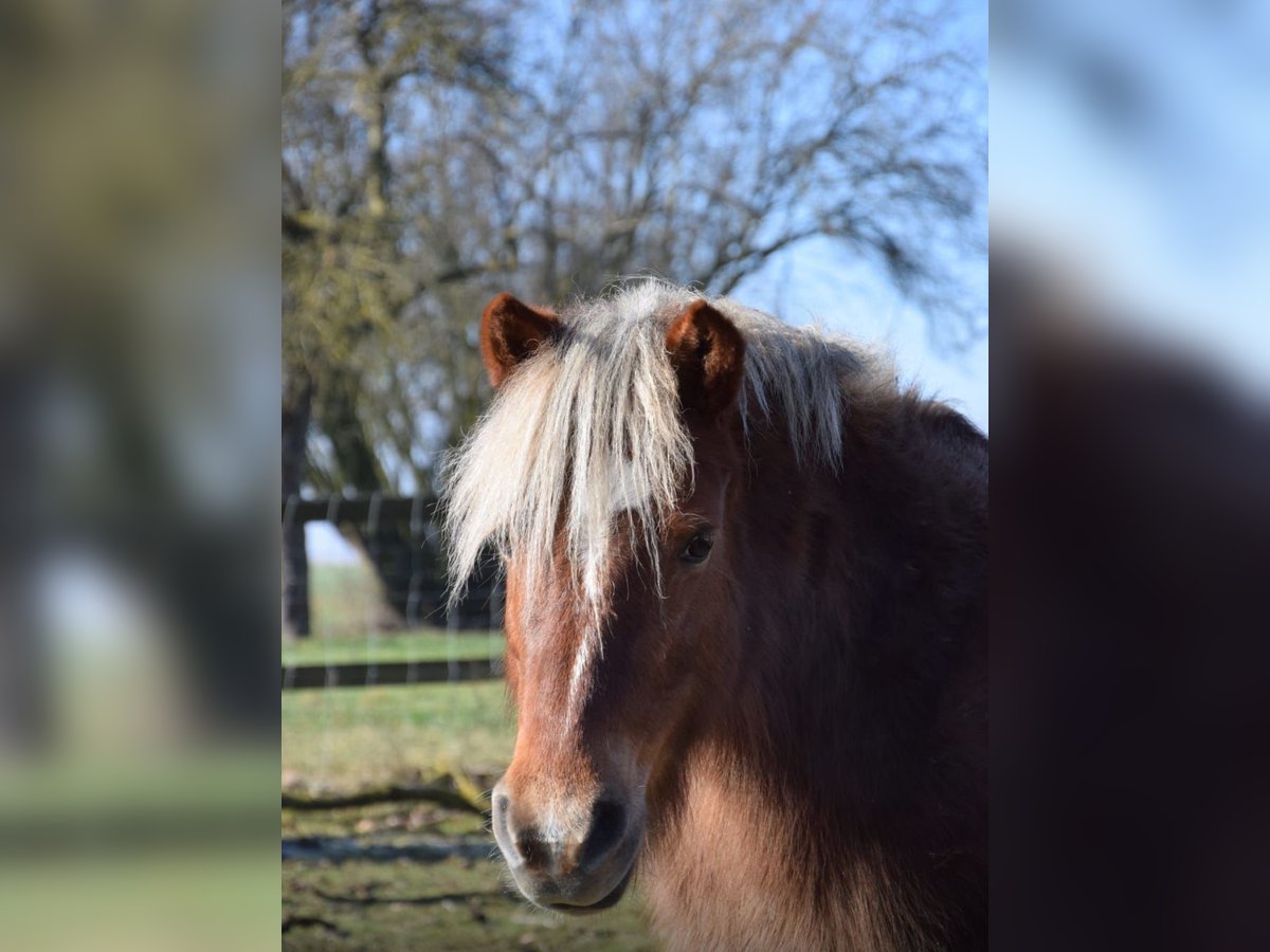 Caballos islandeses Mestizo Yegua 22 años 123 cm Alazán in Ried im Traunkreis