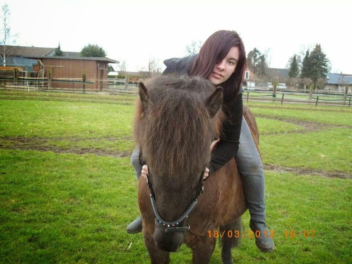 Caballos islandeses Yegua 25 años 136 cm Negro in Wedemark OT Abbensen