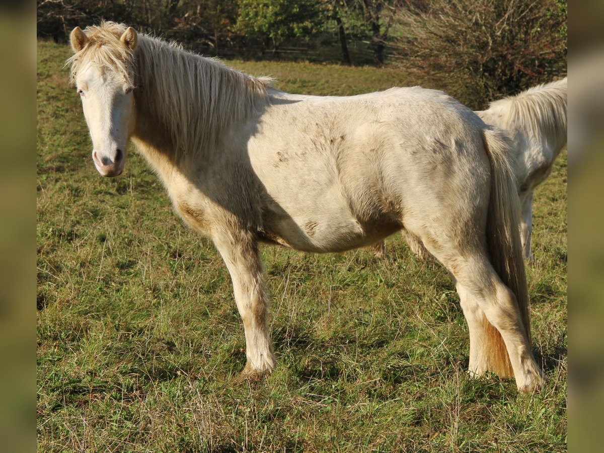 Caballos islandeses Yegua 2 años 140 cm Cremello in Saarland