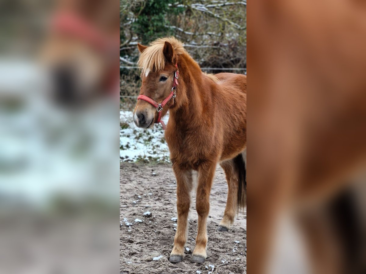 Caballos islandeses Yegua 2 años 141 cm Alazán-tostado in Wahrenholz