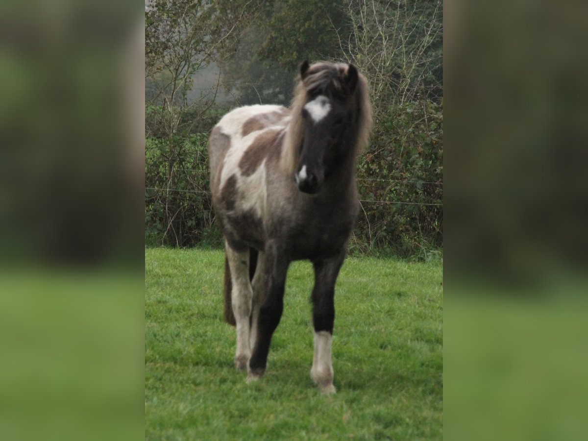 Caballos islandeses Yegua 2 años 145 cm Ruano azulado in Südlohn