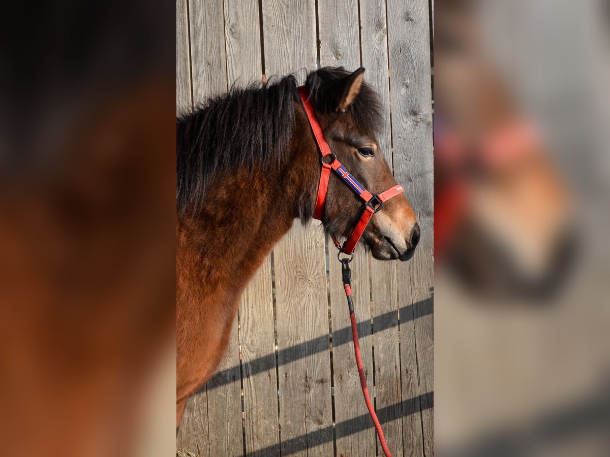 Caballos islandeses Yegua 2 años Castaño in Stra&#xDF;walchen