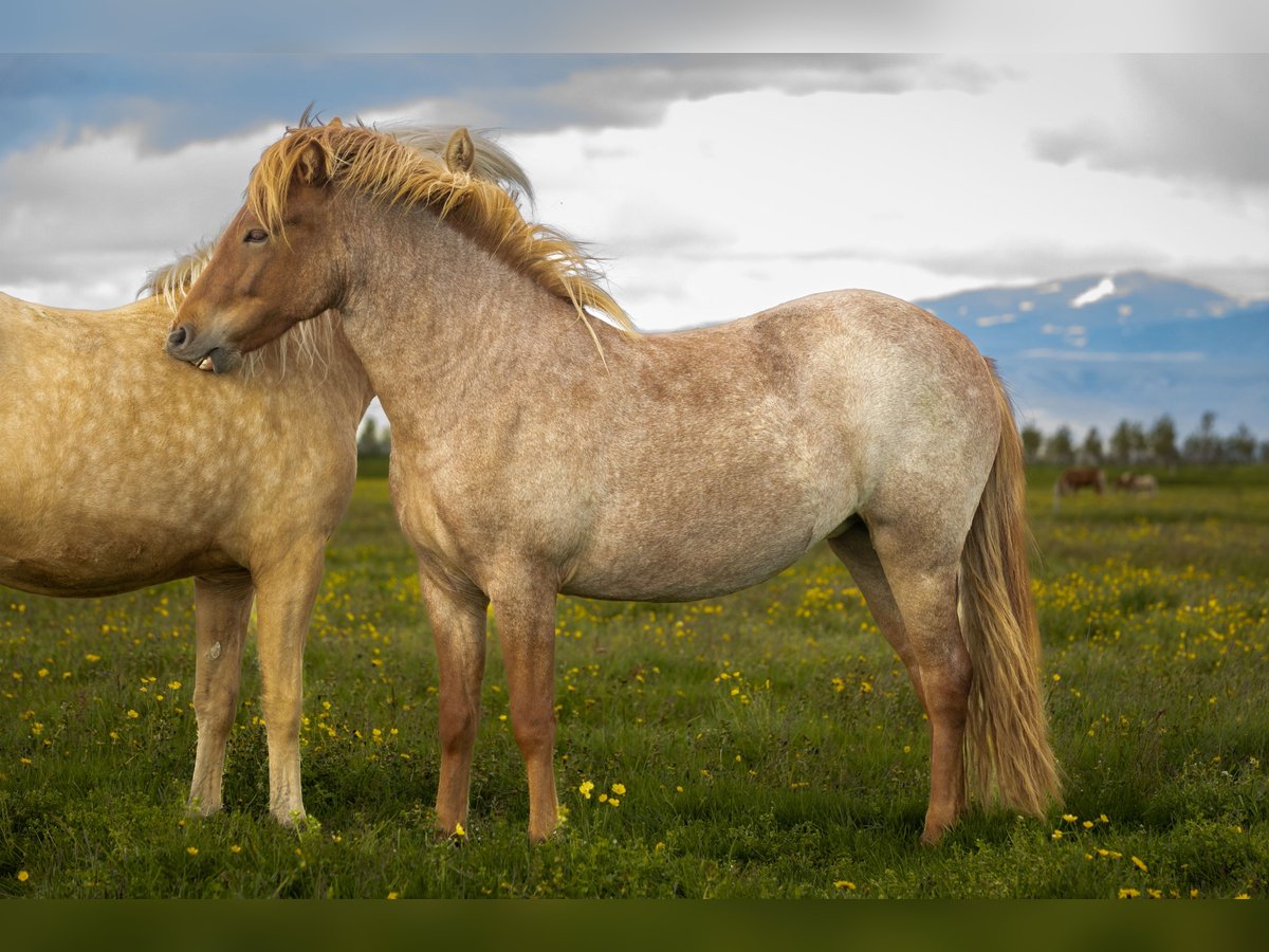 Caballos islandeses Yegua 2 años Ruano alazán in Hvolsvöllur