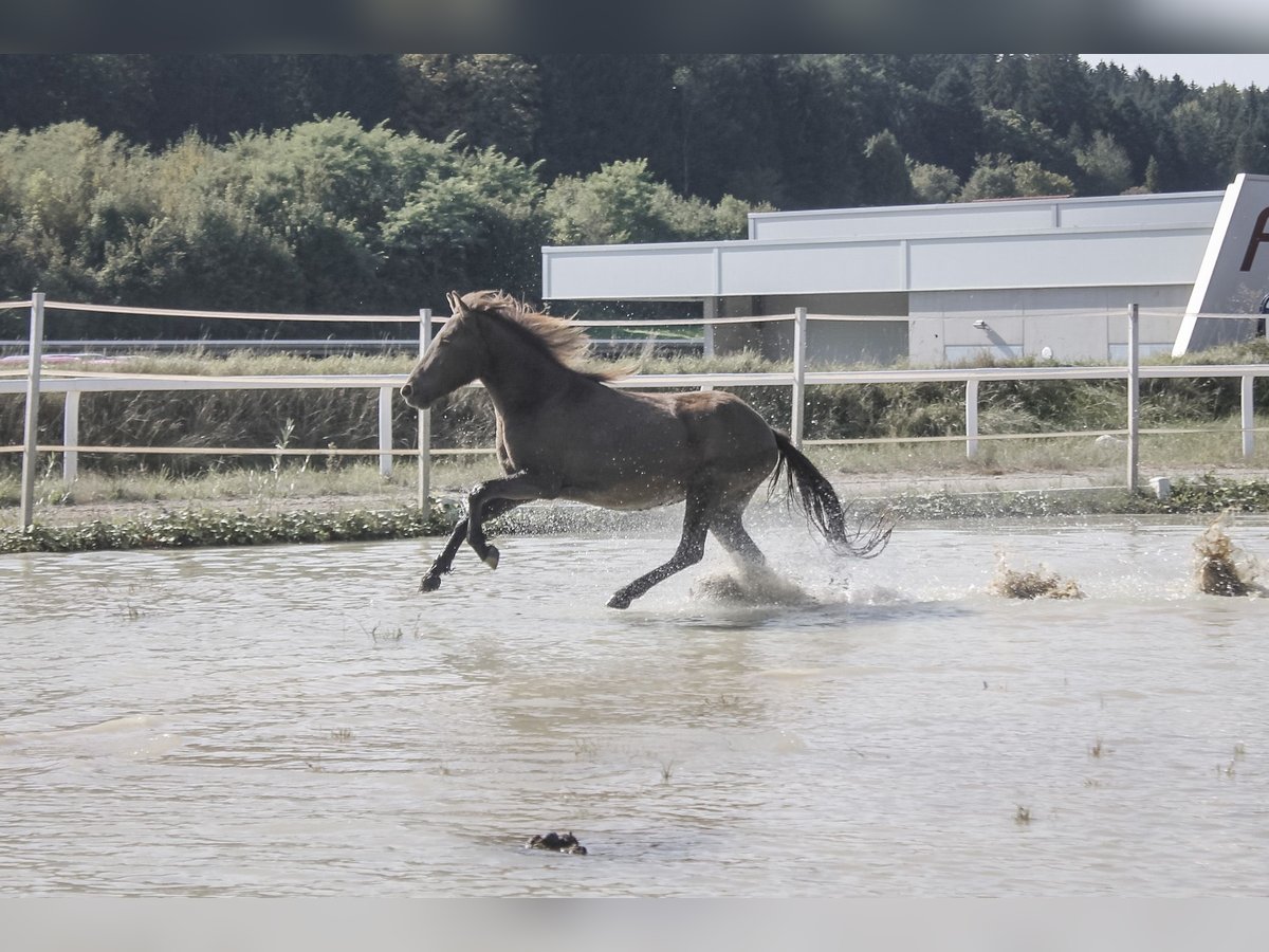 Caballos islandeses Yegua 3 años 135 cm Negro in Straßwalchen