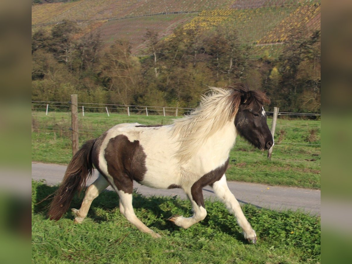 Caballos islandeses Yegua 3 años 135 cm Pío in Brauneberg