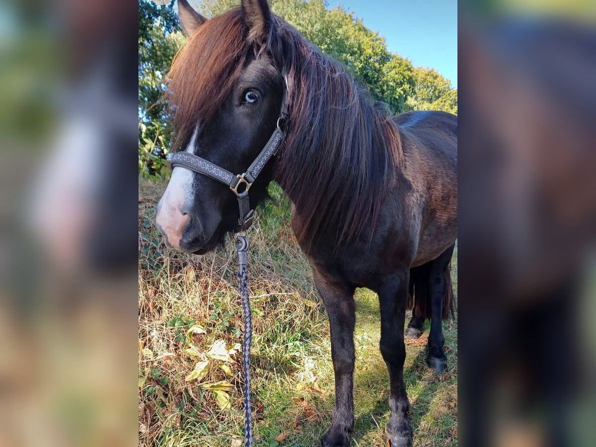 Caballos islandeses Yegua 3 años 137 cm Negro in B&#xFC;lkau