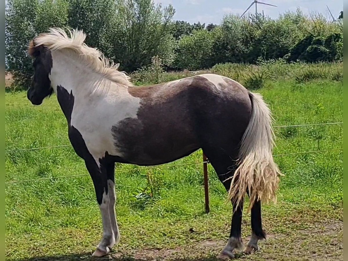 Caballos islandeses Yegua 3 años 138 cm Musgo in Nauen/ OT Markee