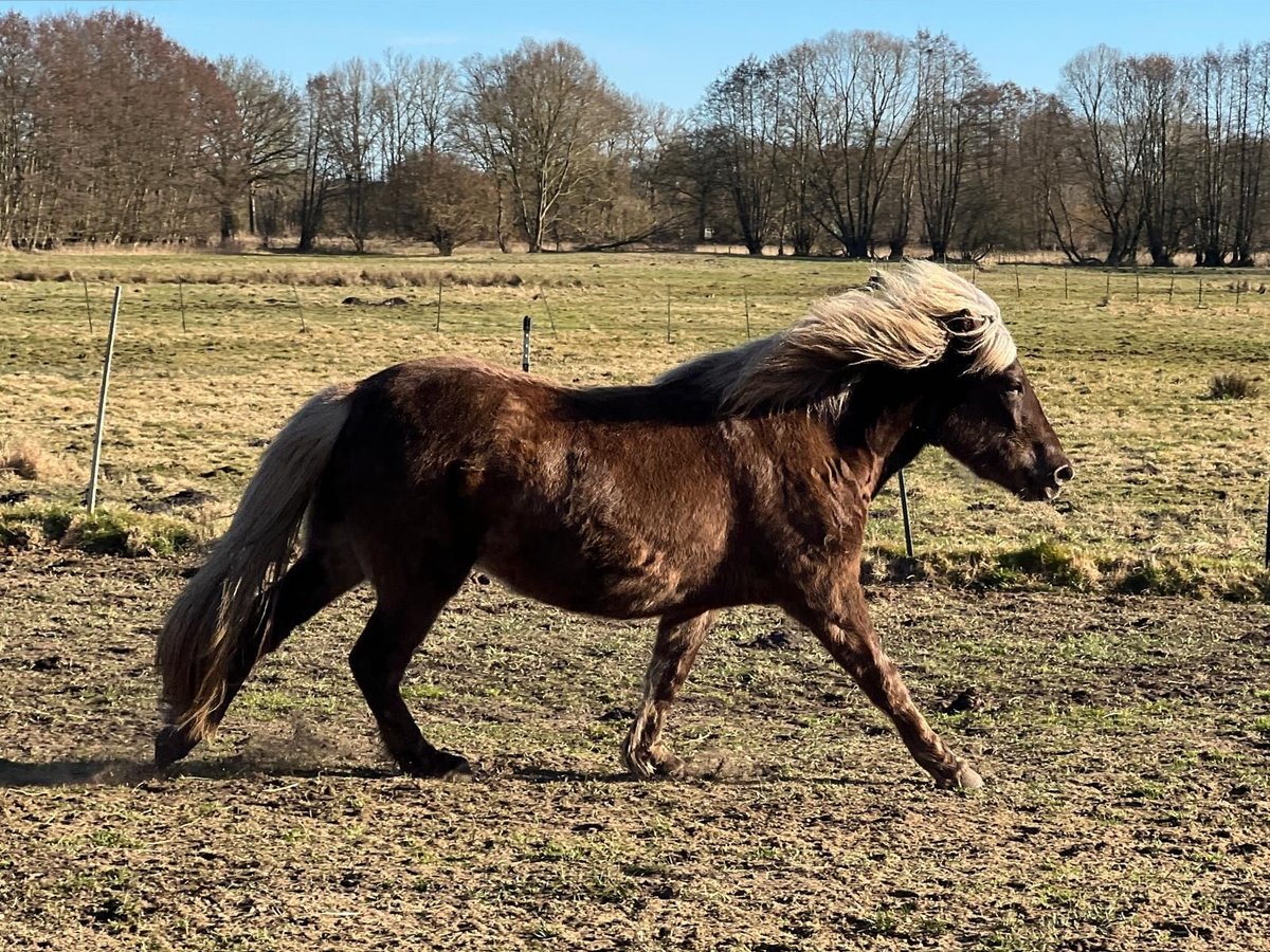 Caballos islandeses Yegua 3 años 139 cm in Blunk