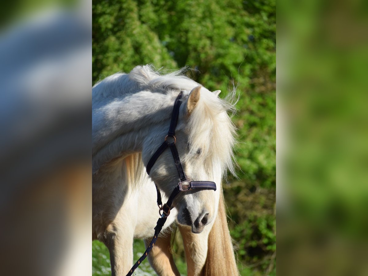 Caballos islandeses Yegua 3 años 139 cm in Blunk