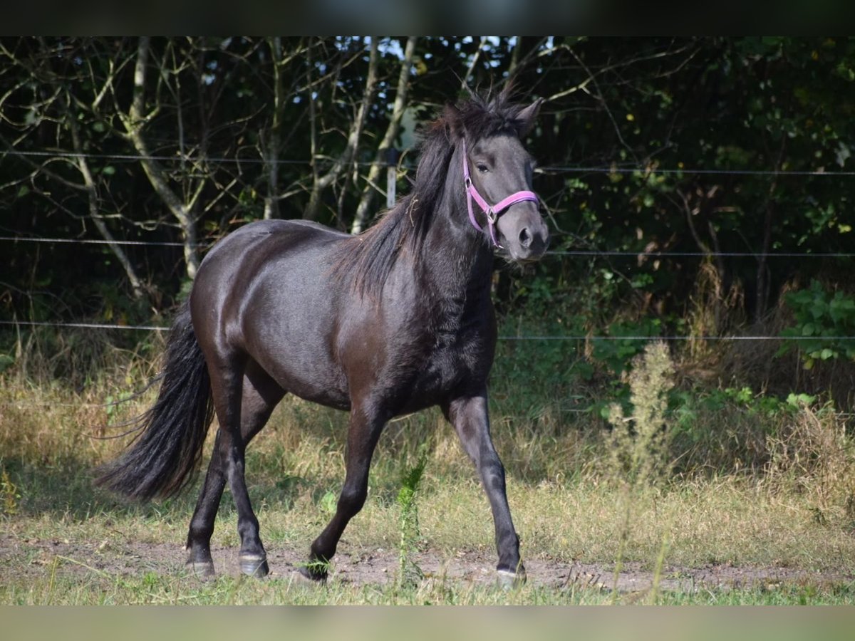 Caballos islandeses Yegua 3 años 139 cm Negro in Bunk