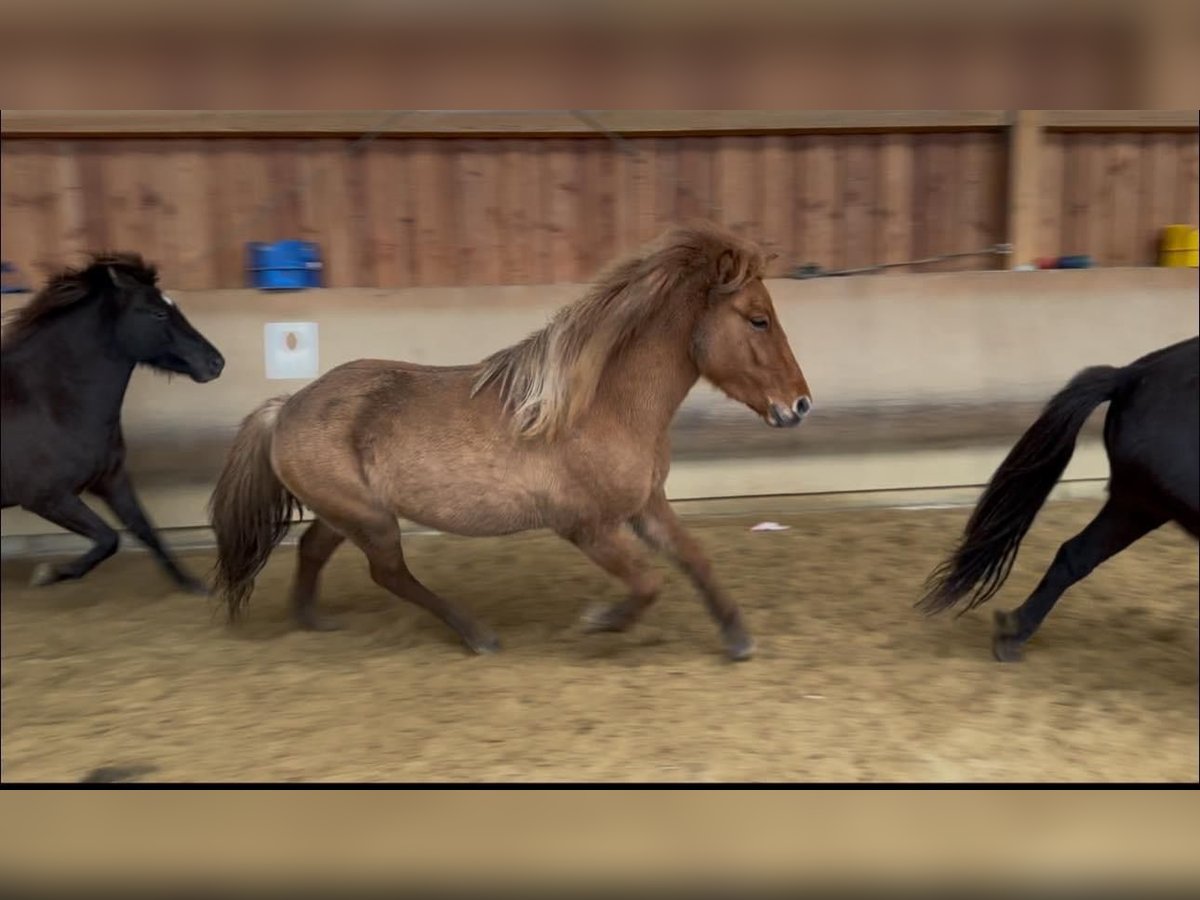 Caballos islandeses Yegua 3 años 140 cm Bayo in Fronreute