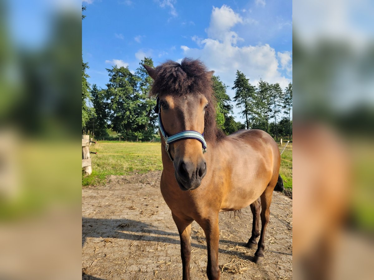 Caballos islandeses Yegua 3 años 141 cm Castaño in Wurster Nordseeküste