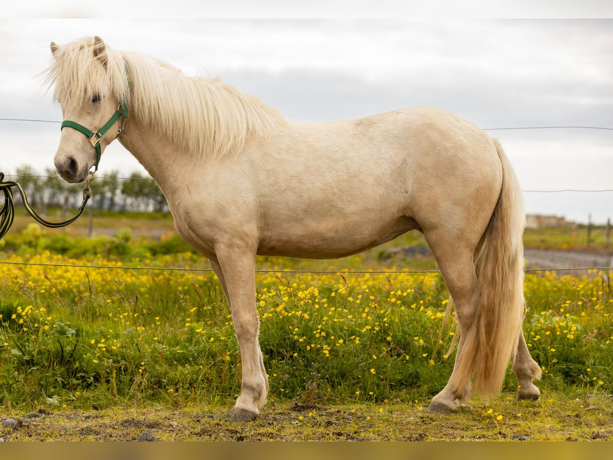 Caballos islandeses Yegua 3 años 142 cm Palomino in Hvolsvöllur