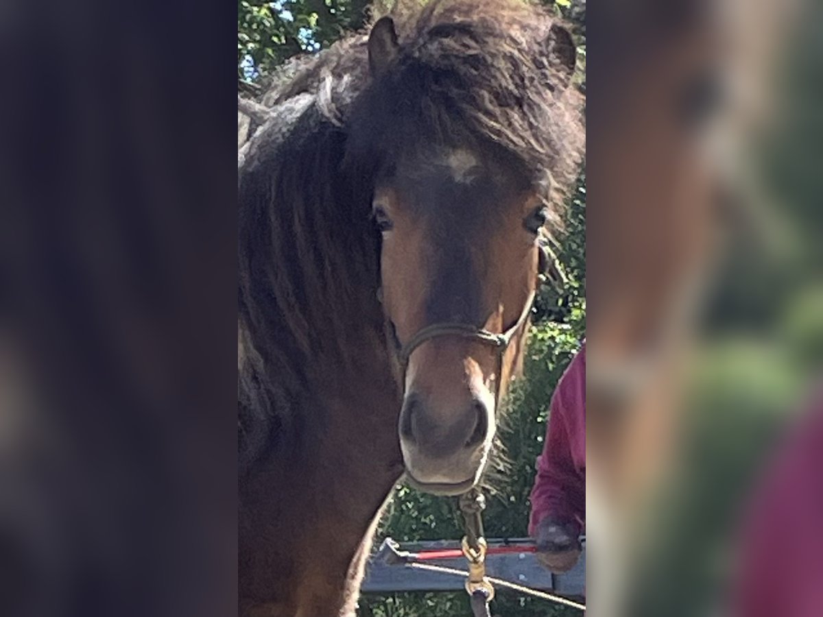 Caballos islandeses Yegua 3 años 142 cm Pío in Wremen Wurster Nordseek&#xFC;ste