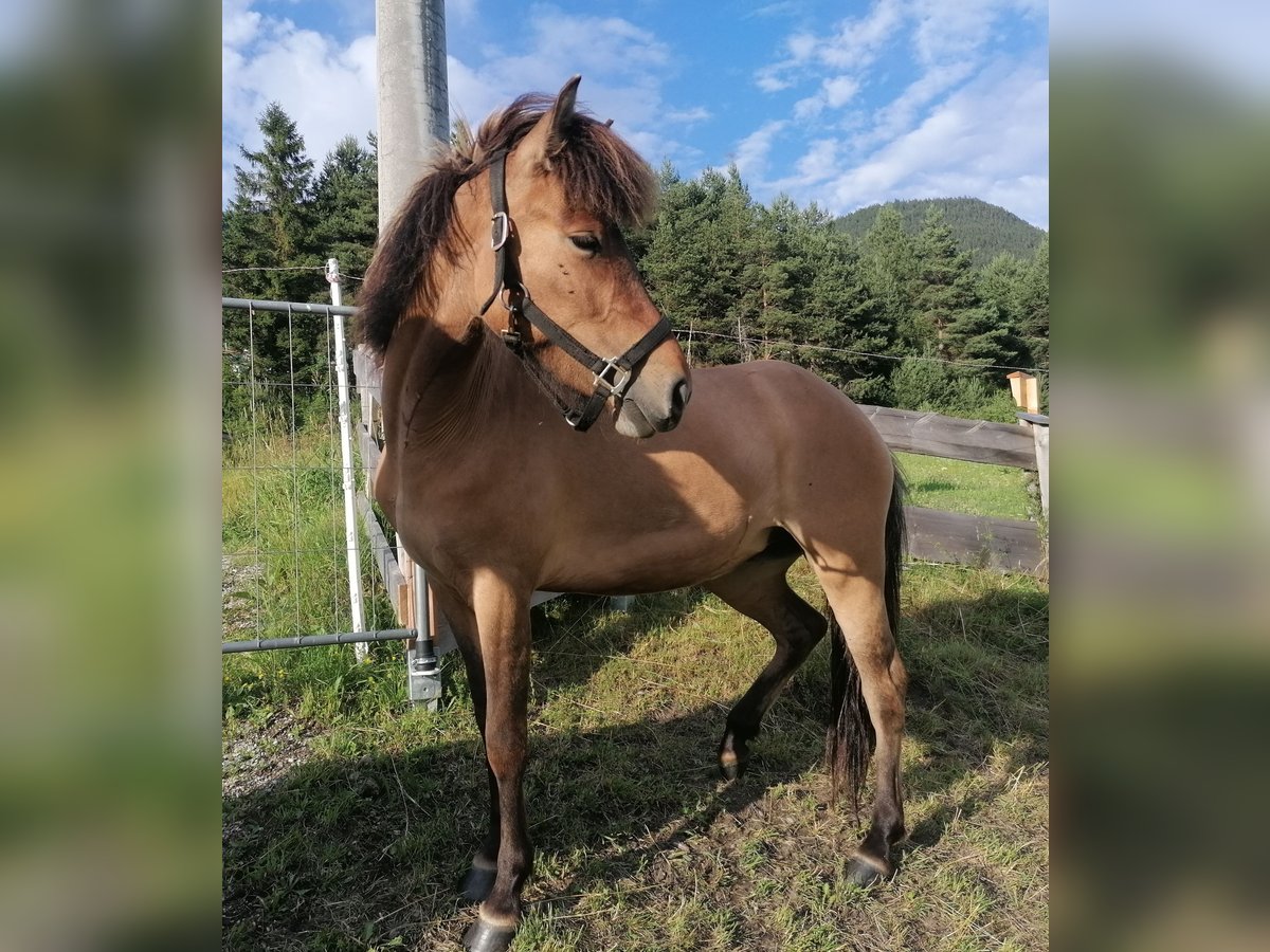 Caballos islandeses Yegua 3 años Bayo in Seefeld