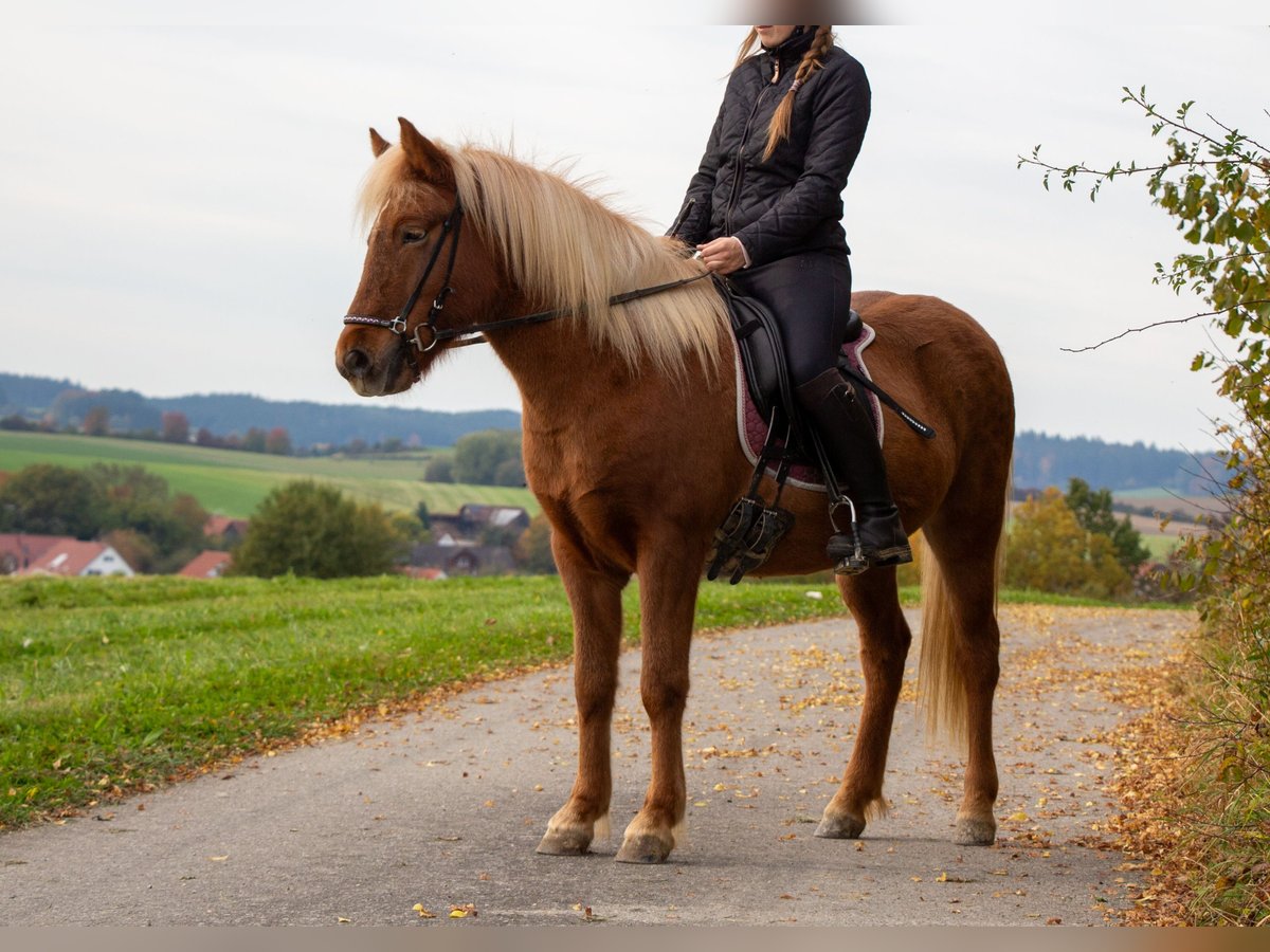 Caballos islandeses Yegua 4 años 137 cm Alazán in Schwabm&#xFC;nchen
