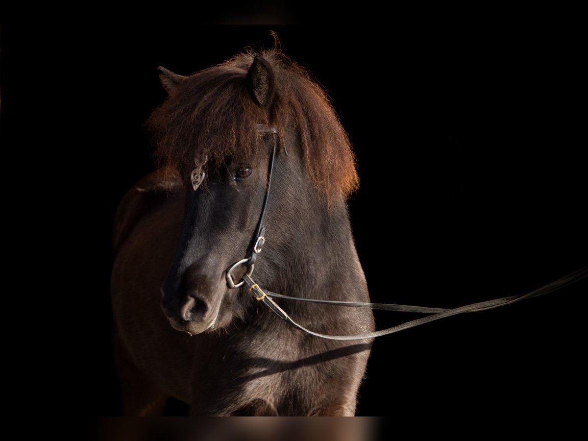 Caballos islandeses Yegua 4 años 138 cm Morcillo in Neuching