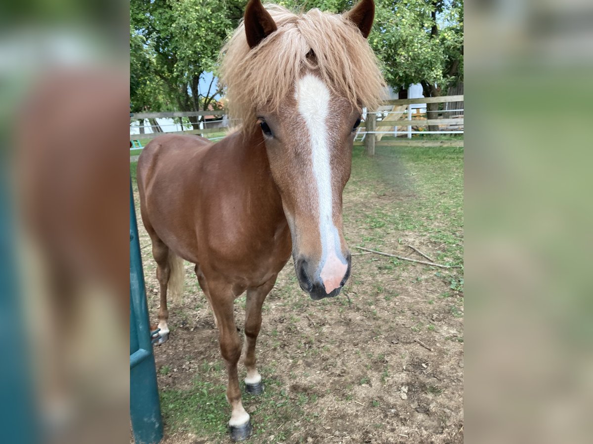 Caballos islandeses Yegua 4 años 140 cm Alazán in Ehekirchen