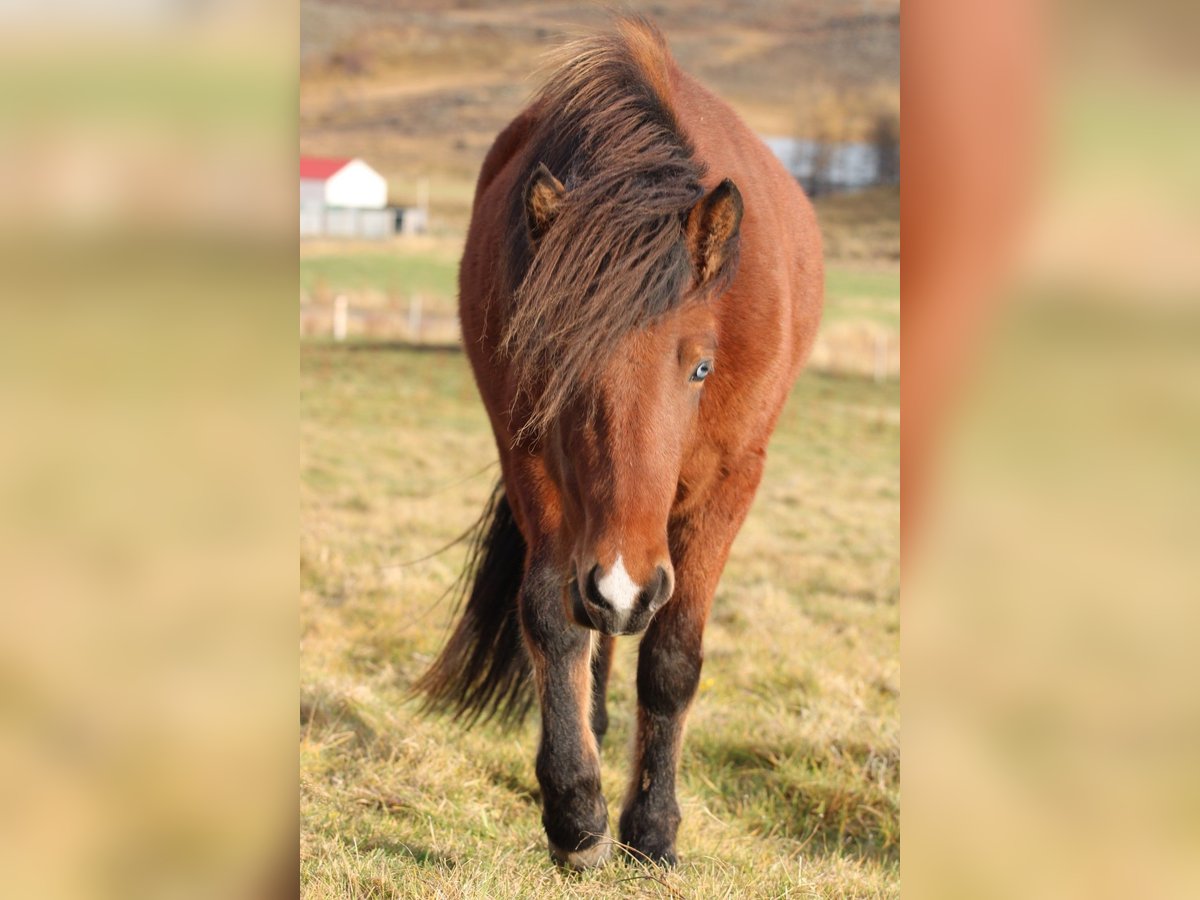 Caballos islandeses Yegua 4 años 140 cm Castaño in Akureyri