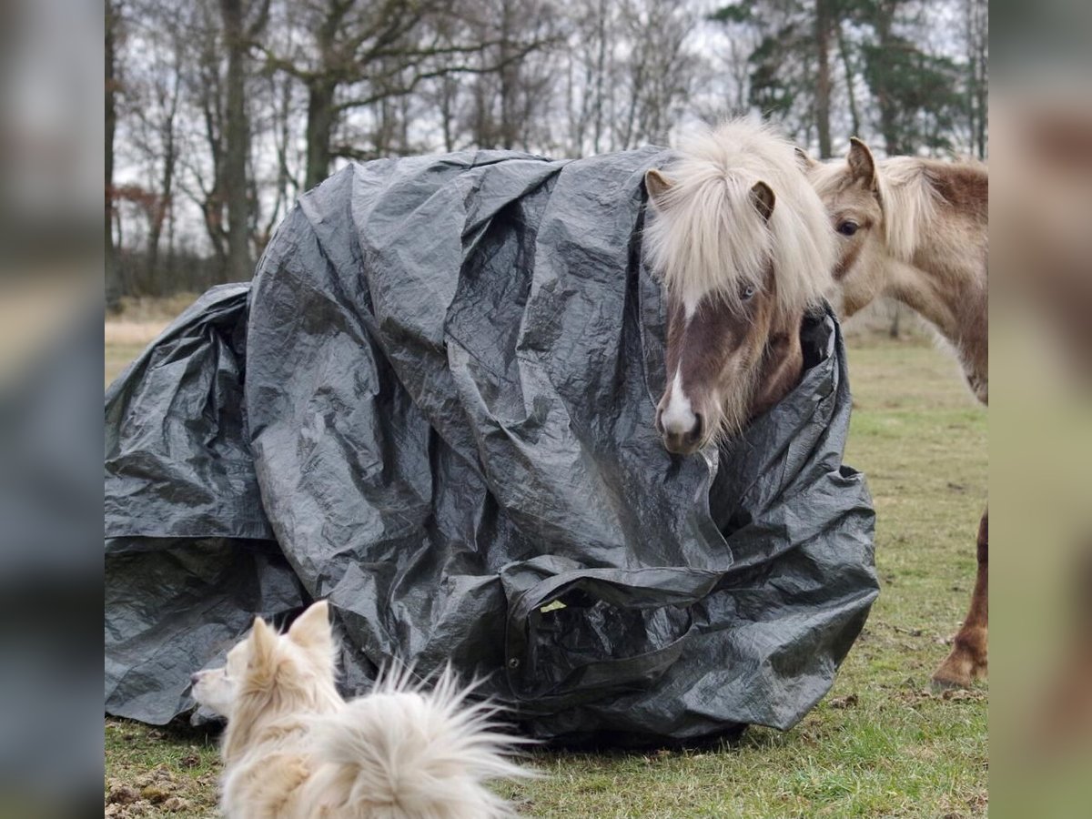 Caballos islandeses Yegua 5 años 130 cm in Ribbesbüttel