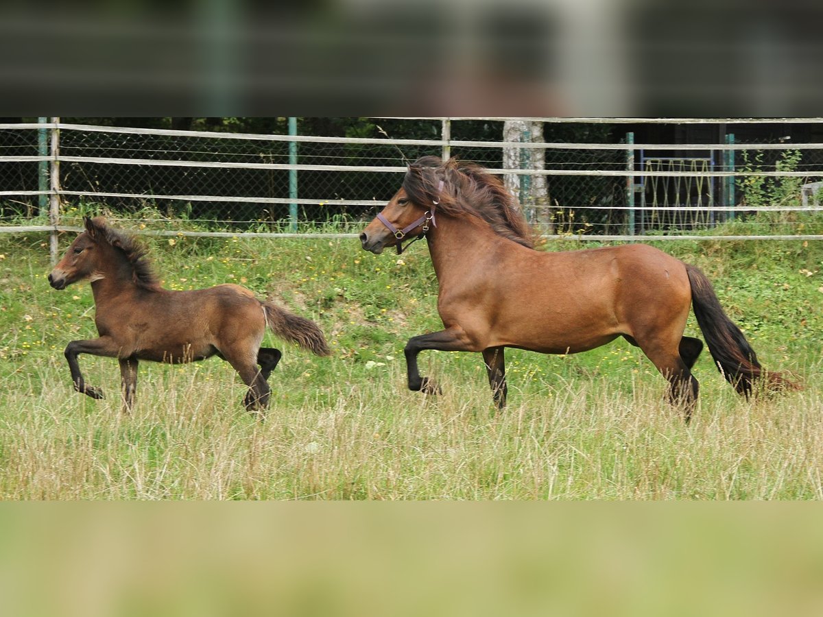 Caballos islandeses Yegua 5 años 137 cm Castaño in Saarland