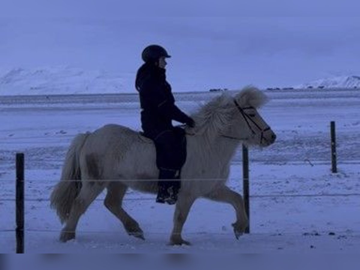 Caballos islandeses Yegua 5 años 137 cm Palomino in Schneverdingen