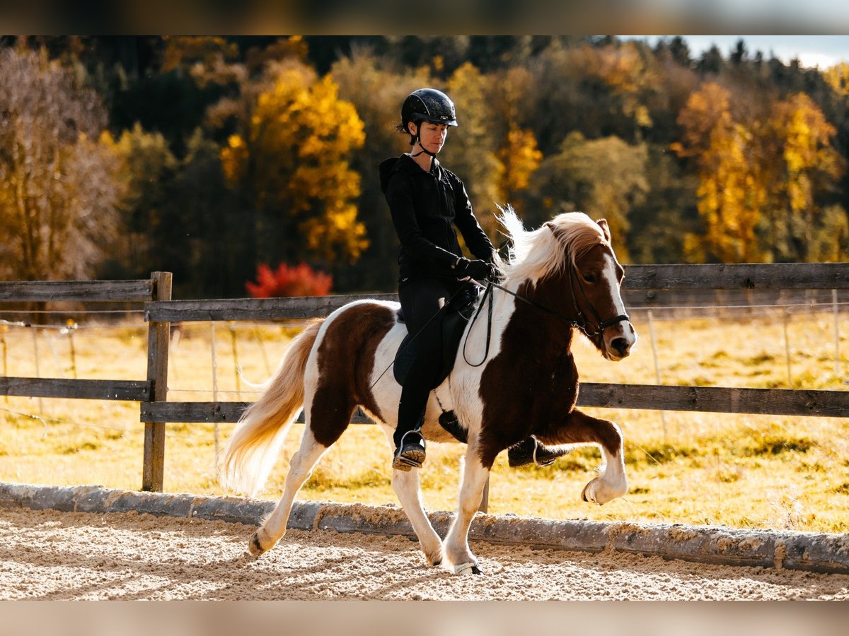 Caballos islandeses Yegua 5 años 139 cm Pío in Taufkirchen an der Trattnach