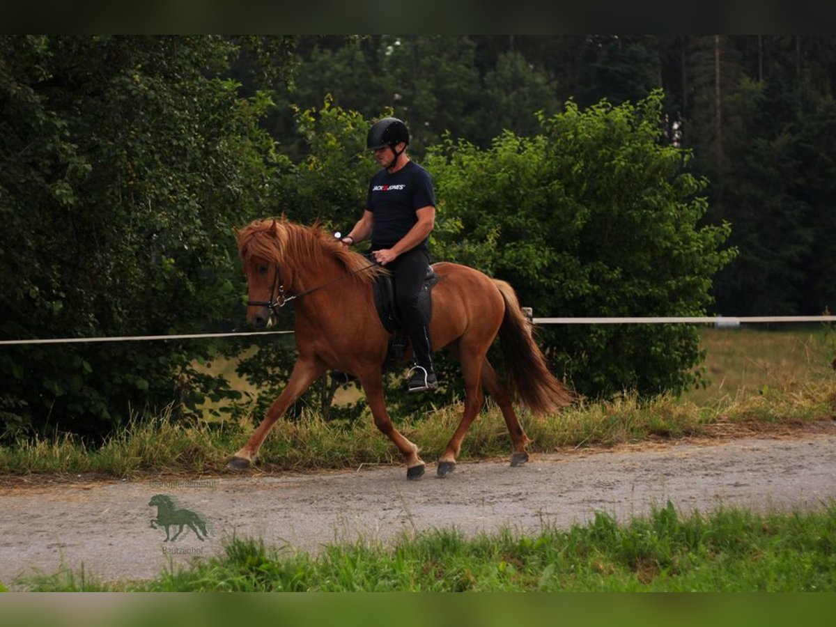 Caballos islandeses Yegua 5 años 140 cm Alazán rojizo in Stimpfach