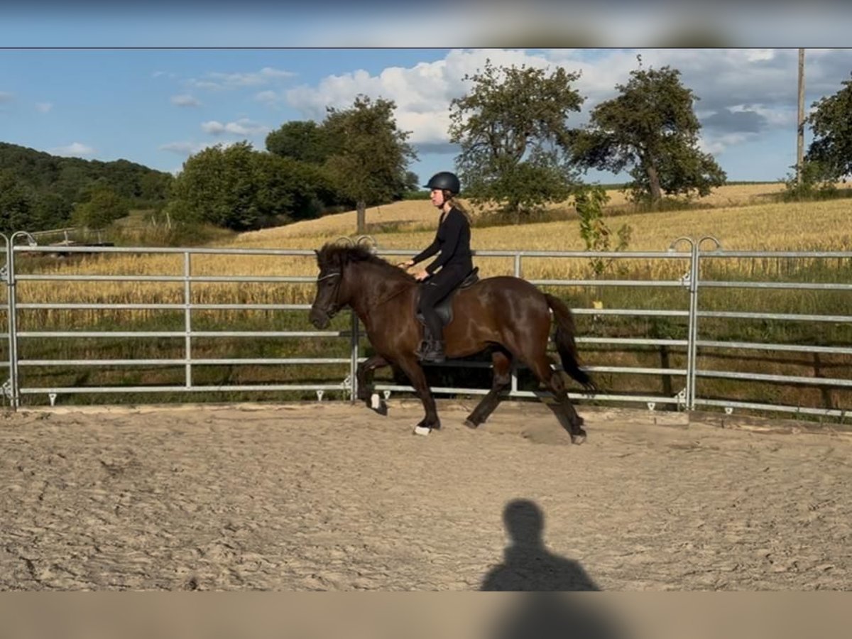 Caballos islandeses Yegua 5 años 141 cm Negro in Sinntal-Schwarzenfels