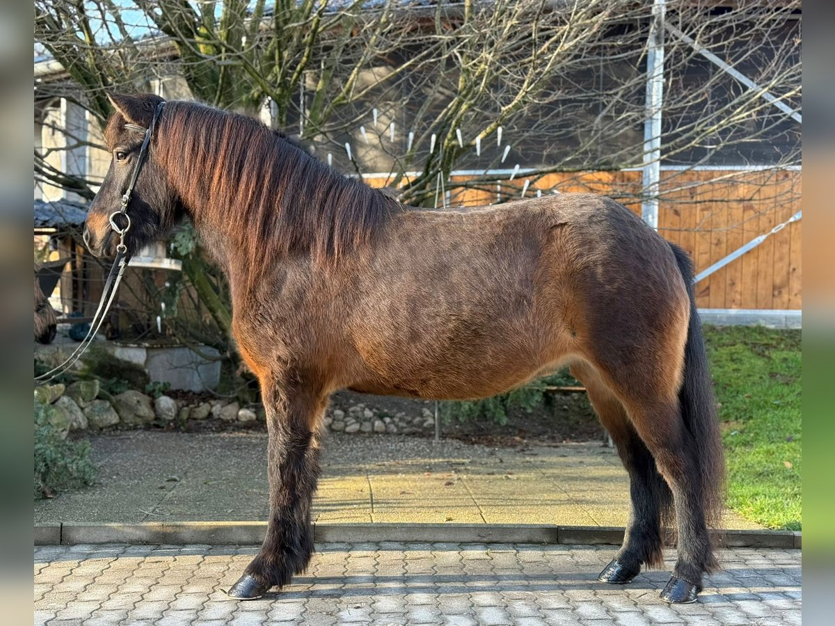 Caballos islandeses Yegua 5 años 143 cm Castaño in Lochen am See