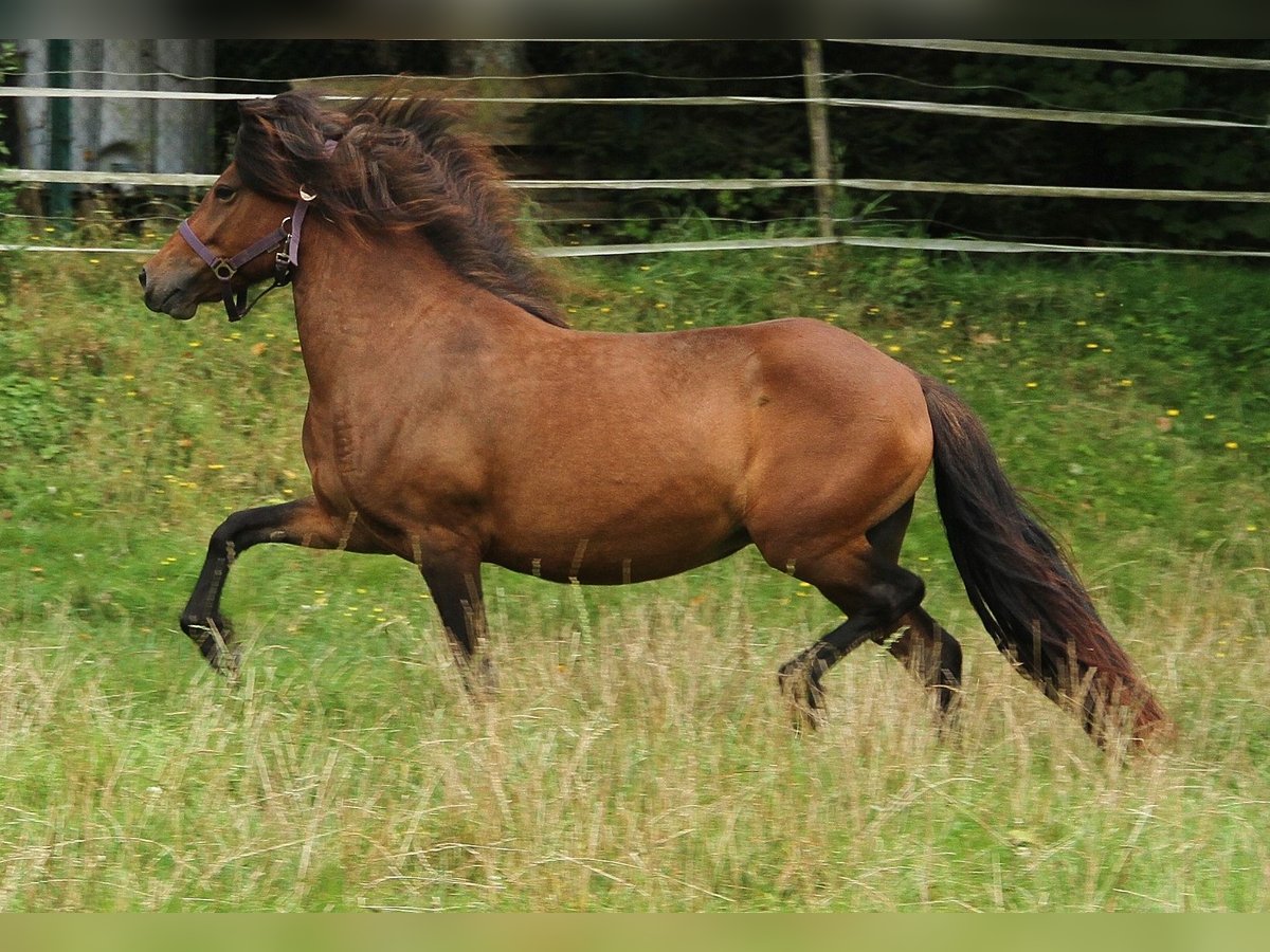 Caballos islandeses Yegua 5 años Castaño in Saarland