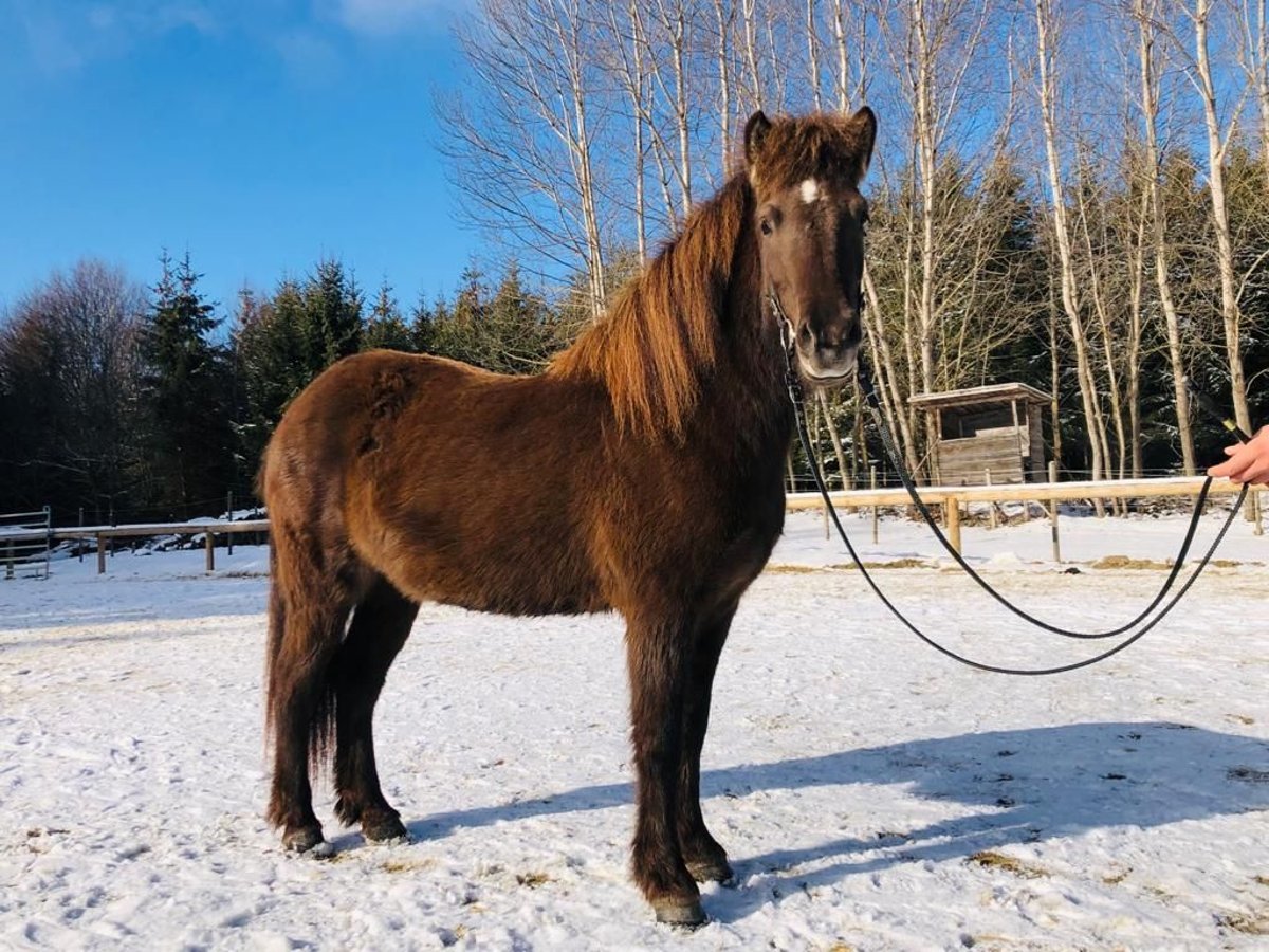 Caballos islandeses Yegua 6 años 135 cm Negro in Kumberg