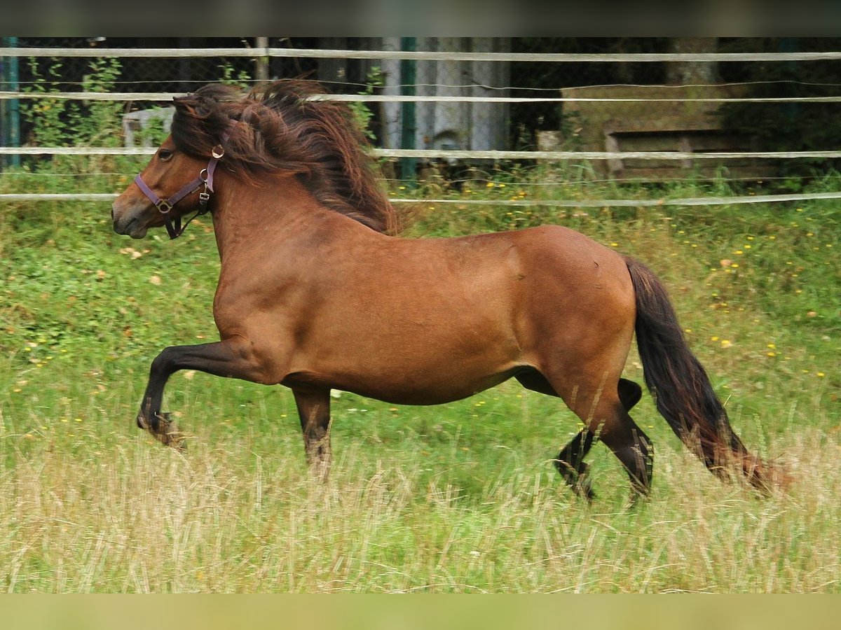 Caballos islandeses Yegua 6 años 137 cm Castaño in Saarland