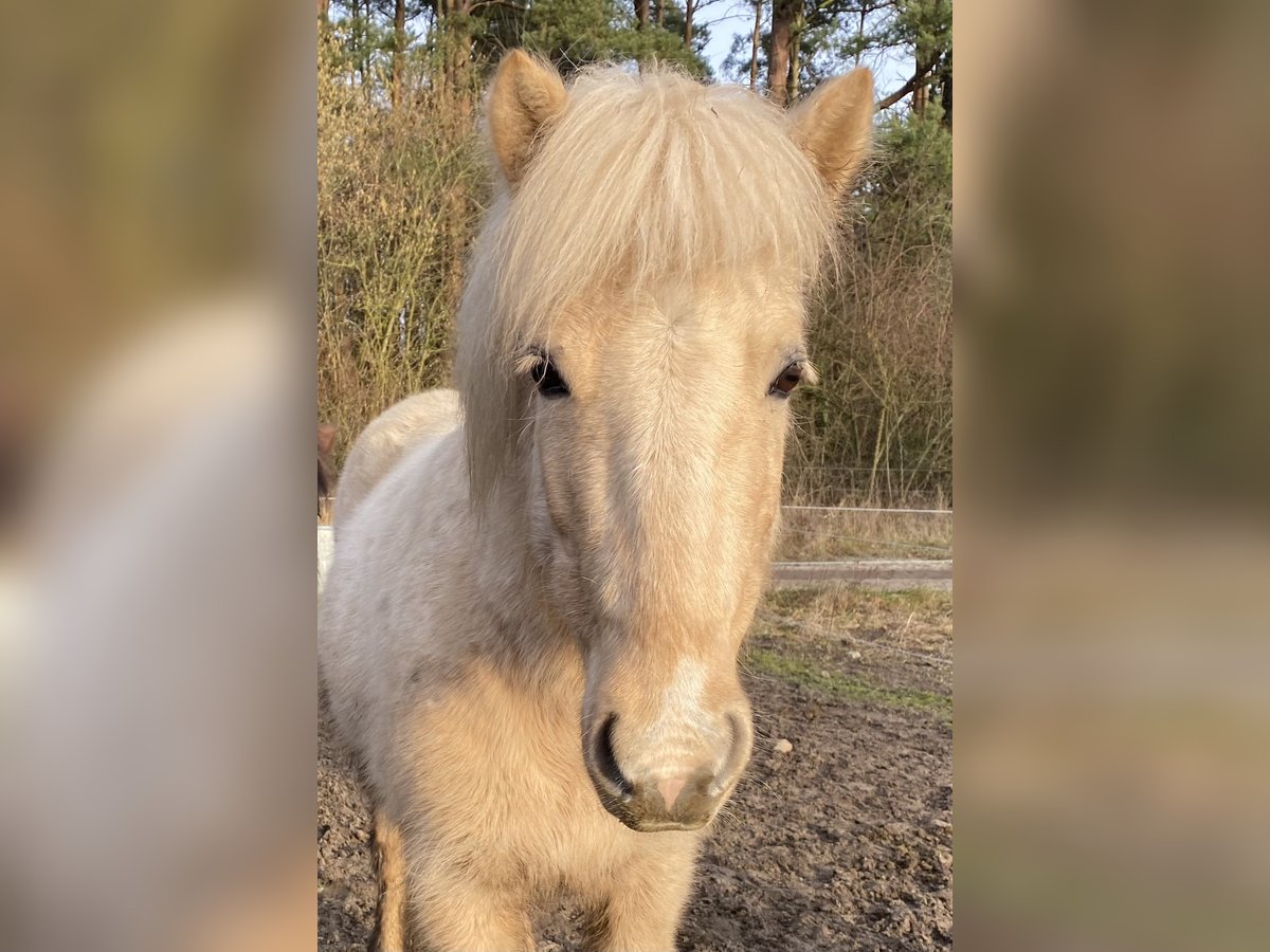 Caballos islandeses Yegua 6 años 137 cm Palomino in Buchholz in der Nordheide