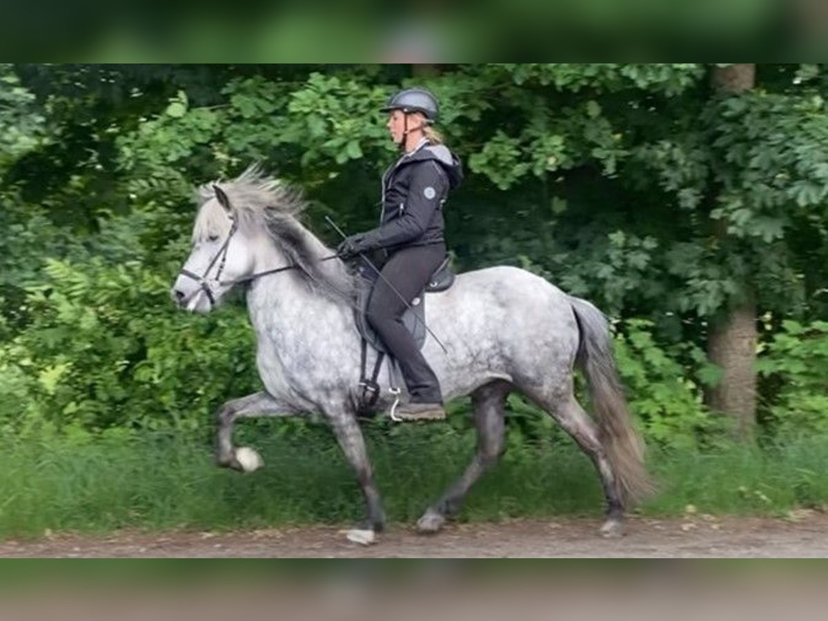 Caballos islandeses Yegua 6 años 137 cm Tordo in Schneverdingen