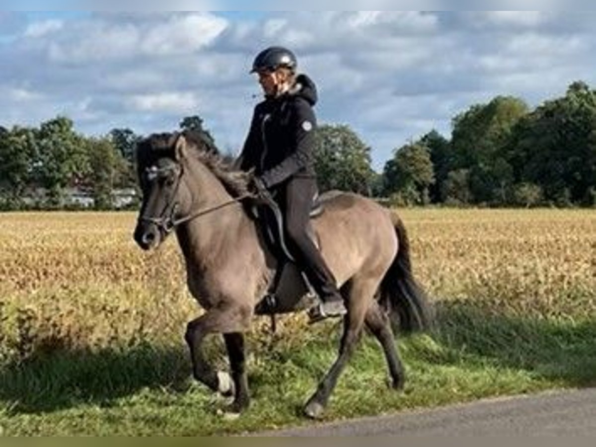 Caballos islandeses Yegua 6 años 138 cm Bayo in Schneverdingen