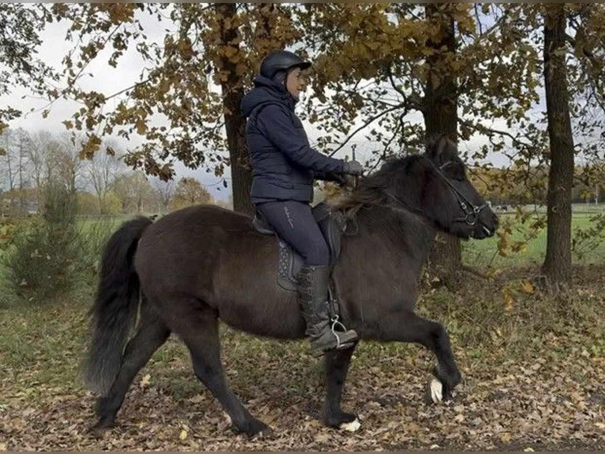 Caballos islandeses Yegua 6 años 138 cm Negro in Schneverdingen