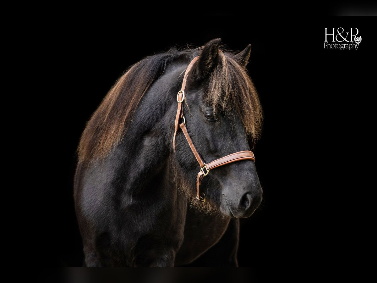 Caballos islandeses Yegua 6 años 138 cm Negro in Engelschoff