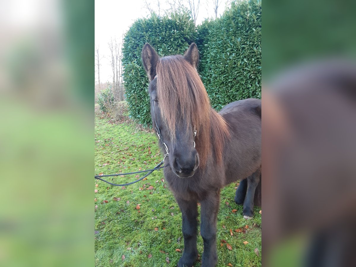 Caballos islandeses Yegua 6 años 138 cm Negro in Nettersheim