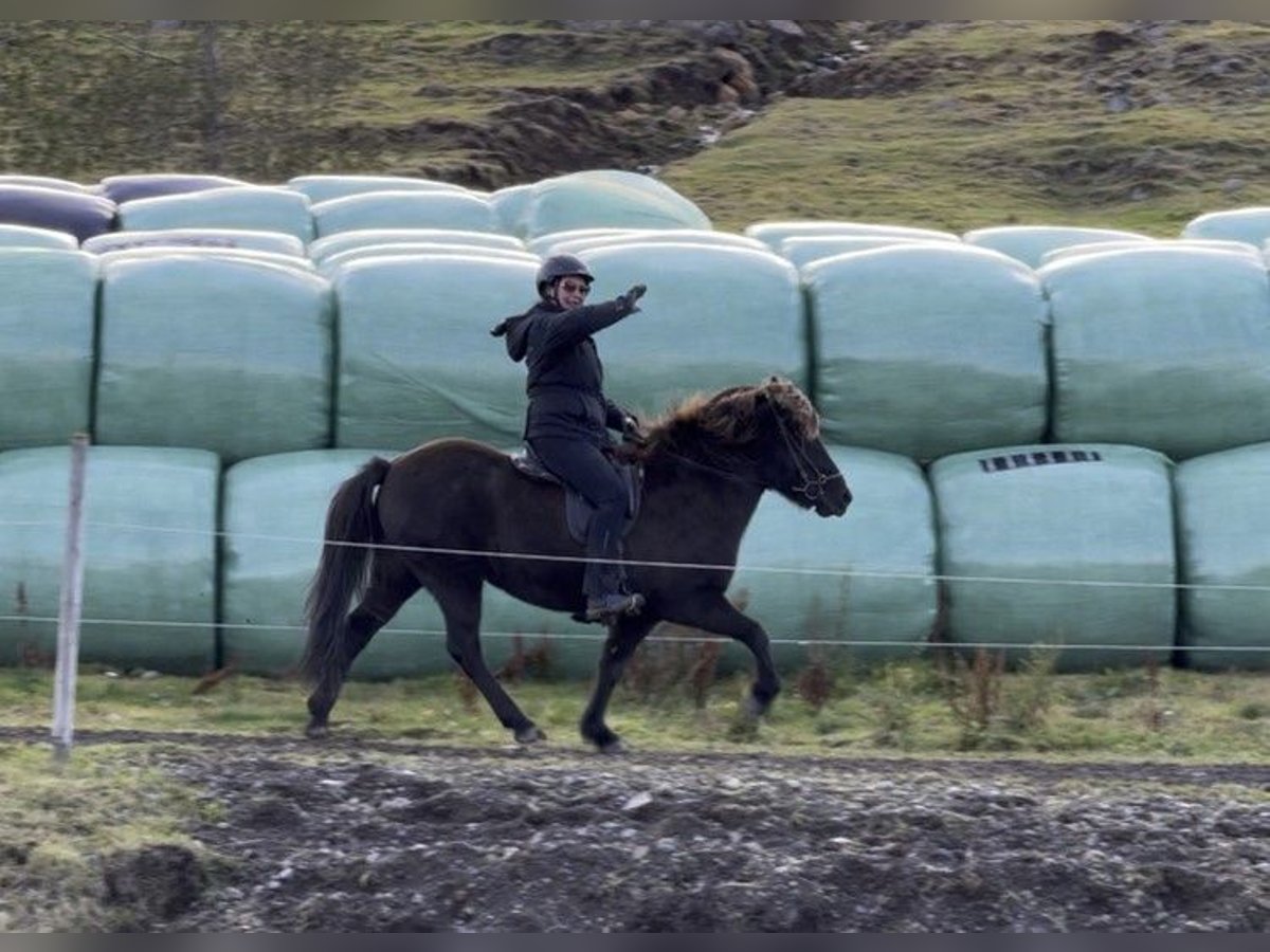 Caballos islandeses Yegua 6 años 139 cm Negro in Schneverdingen