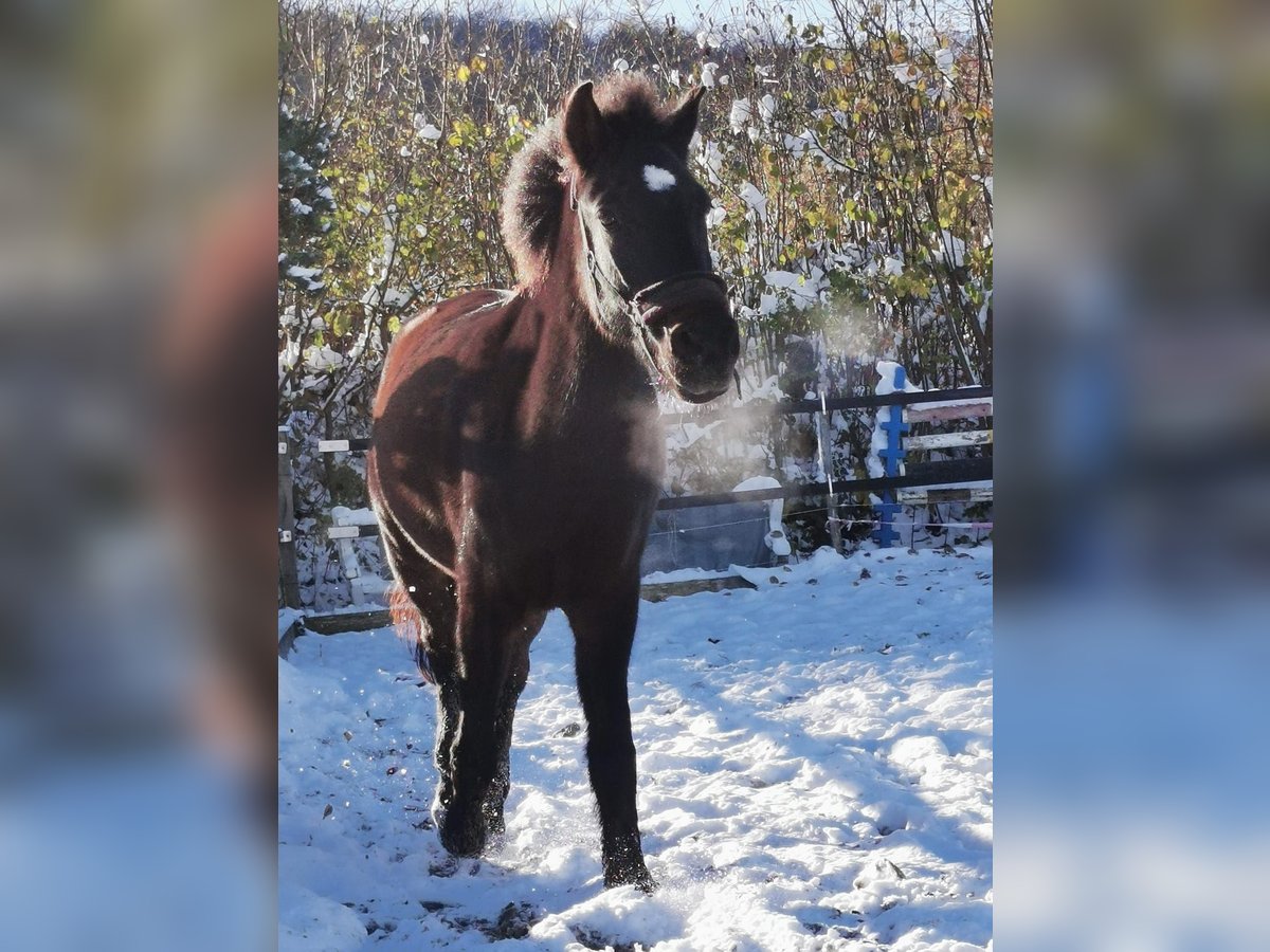 Caballos islandeses Yegua 6 años 140 cm Castaño oscuro in Birmensdorf ZH